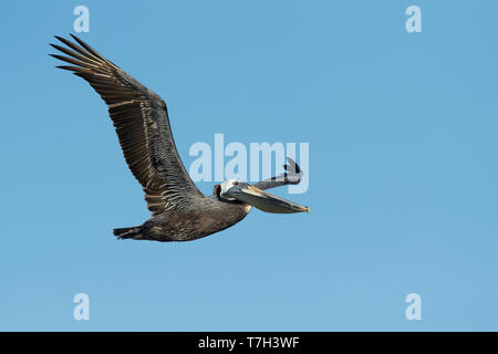 Subadult Braunpelikan (Pelecanus occidentalis) in voller Zucht Gefieder entlang der Küste von Galveston County, Texas fliegen, im Frühling. Angezeigt und Stockfoto