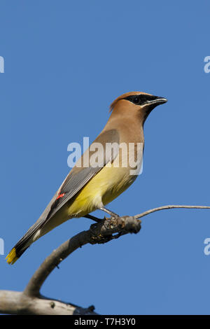 Nach Cedar Waxwing (Bombycilla cedrorum) in einen Baum in Kamloops, British Columbia, Kanada thront. Stockfoto