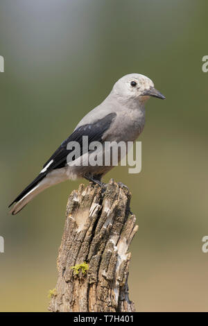 Nach Clarks Nussknacker (nucifraga Columbiana) Lake Co., Pennsylvania, USA, August 2015 Stockfoto