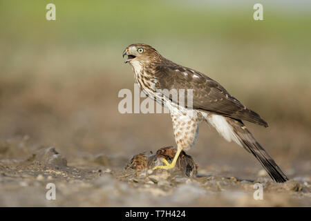 Unreife Cooper's Habicht (Accipiter cooperii) auf einem gefangenen Beute in Chambers County, Texas, USA sitzen. Von der Seite gesehen. Stockfoto