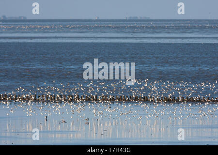 Herde von Dunlins (Calidris alpina), im deutschen Wattenmeer. Stockfoto