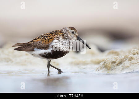 Nach Strandläufer (Calidris alpina), Deutschland, stehend auf einem Schlamm flach im Sommer Gefieder. Stockfoto