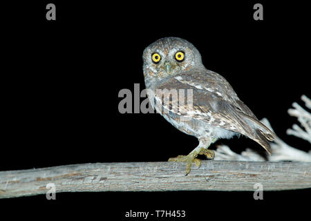 Nach elf Owl (Micrathene whitneyi) in Brewster County, Texas, USA. Stockfoto