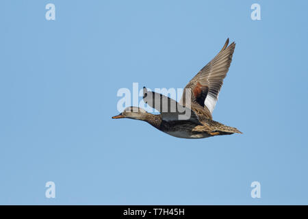 Erwachsene männliche Schnatterente, Mareca Strepera. Orange County, Kalifornien, USA. Stockfoto