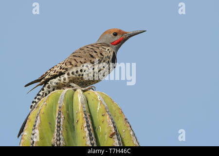 Erwachsene männliche Gila Woodpecker (Melanerpes uropygialis) auf einem Kaktus in Baja California Sur, Mexiko sitzen. Von der Seite. Stockfoto