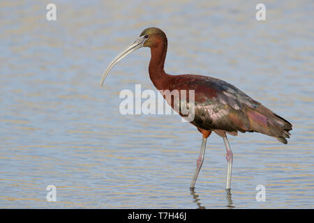 Nach Zucht Glossy Ibis (Plegadis falcinellus) stehen in einem flachen Süßwassersee in Los Angeles County, Kalifornien, USA. Stockfoto