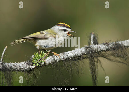 Erwachsene männliche Golden gekrönte Kinglet (Regulus satrapa) Gesang aus einem Zweig in Lac Le Jeune, British Columbia, Kanada, im späten Frühjahr. Stockfoto