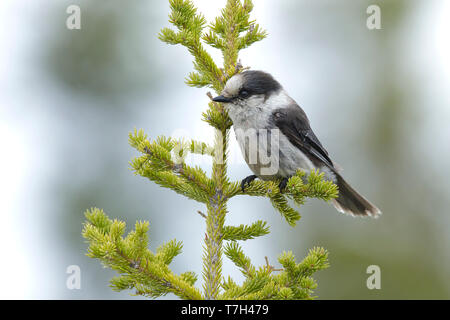 Nach grauen Jay (Perisoreus canadensis) sitzen in einem Kiefer in Churchill, Manitoba, Kanada, im späten Frühjahr. Stockfoto