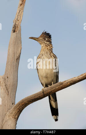 Nach mehr Roadrunner, Geococcyx californianus) in einem Baum gehockt. Brewster Co., Texas, USA. Stockfoto