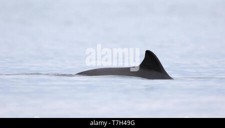 Rückenflosse eines Schweinswal (Phocoena phocoena) in der deutschen Nordsee. Stockfoto