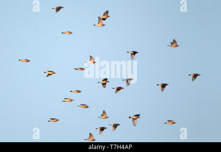 Herde von Cedar Waxwings (Bombycilla cedrorum) Migration über Higbee Beach, Cape May, New Jersey in den USA. Stockfoto