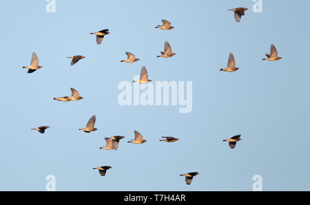 Herde von Cedar Waxwings (Bombycilla cedrorum) Migration über Higbee Beach, Cape May, New Jersey in den USA. Stockfoto