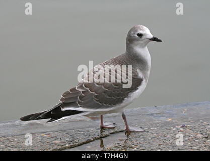 Sabine's Möwe (Xema sabini), Erste - Winter stehen, von der Seite gesehen. Stockfoto