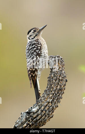 Erwachsene Frau Leiter-backed Woodpecker (Dryobates scalaris) Baja California Sur, Mexiko Stockfoto