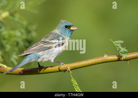 Erwachsene männliche Lazuli Bunting (Passerina Amoena) im Übergang zur Zucht Gefieder in Riverside County in Kalifornien. Auf einem Zweig im Frühjahr thront. Stockfoto