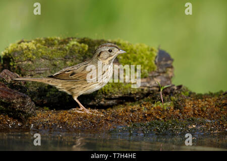 Die nach Lincoln Sparrow (Melospiza lincolnii) in Galveston County, Texas, USA. Stockfoto