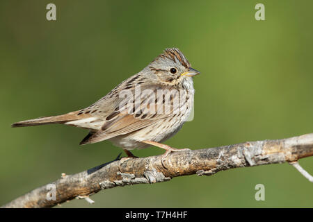 Die nach Lincoln Sparrow (Melospiza lincolnii) in Riverside County, Kalifornien, USA. Stockfoto