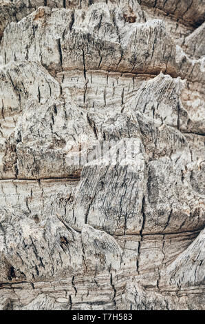Palm Tree Trunk Nahaufnahme Bild, natürliche Hintergrund oder Textur, Farbe Tonen angewendet, selektive konzentrieren. Stockfoto