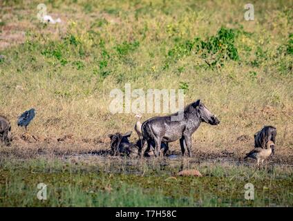 Warzenschwein baden im Schlamm in der Nähe von dem Fluss Chobe Nationalpark in Botswana im Sommer Stockfoto