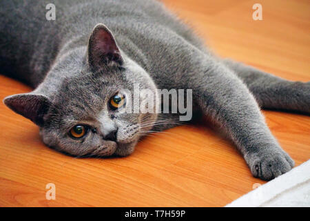 Britisch Kurzhaar Katze mit grauem Fell und bernsteinfarbenen Augen Stockfoto