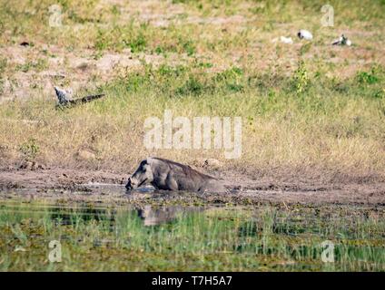 Warzenschwein baden im Schlamm in der Nähe von dem Fluss Chobe Nationalpark in Botswana im Sommer Stockfoto