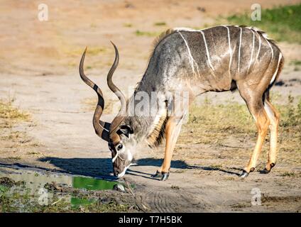 Kudus männlichen am Fluss Chobe Nationalpark in Botswana im Sommer Stockfoto