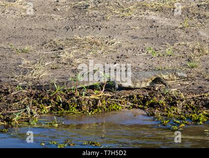 Eidechse in der Nähe der Wasser des Chobe Fluss in Botswana im Sommer Stockfoto