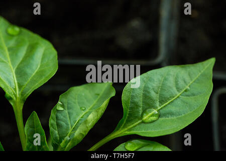 Die Paprika Pflanze sprießt aus dem Boden. Wassertropfen auf den Blättern der Pflanze. Schwarzen Hintergrund. Stockfoto