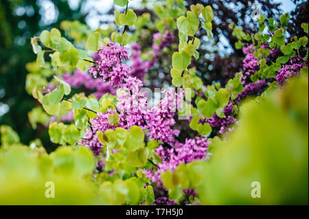 Cercis siliquastrum Frischer Frühling über allgemein als Judas Judas - Baum oder Ast in der Blüte bekannt angekommen Stockfoto