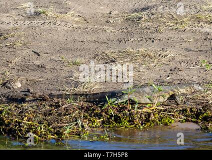 Eidechse in der Nähe der Wasser des Chobe Fluss in Botswana im Sommer Stockfoto