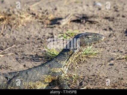 Eidechse in der Nähe der Wasser des Chobe Fluss in Botswana im Sommer Stockfoto