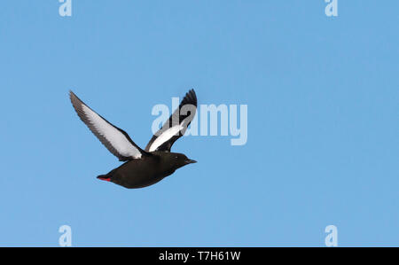 Nach Arktis Gryllteiste (Cepphus Grylle) fliegen über das Packeis der Arktis Spitzbergen, Norwegen. Stockfoto