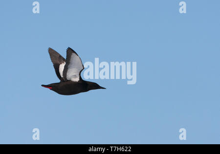 Nach Arktis Gryllteiste (Cepphus Grylle) auf dem Packeis der Arktis Spitzbergen, Norwegen. Im Flug, Anzeigen underwing, gegen einen Arctic Blue Sky.. Stockfoto