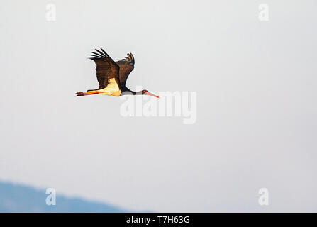 Zwei erwachsene Schwarzstorch (Ciconia nigra) im Flug mit sehr frühen Morgen Licht auf der griechischen Insel Lesbos. Stockfoto