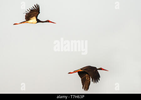 Zwei erwachsene Schwarzstorch (Ciconia nigra) im Flug mit sehr frühen Morgen Licht auf der griechischen Insel Lesbos. Stockfoto