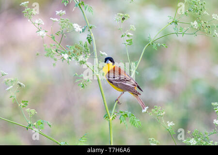 Männlich Black-headed Bunting (Emberiza Melanocephala) im Frühjahr auf der Insel Lesbos, Griechenland. Bei Verkehrskontrollen Kräuter thront. Stockfoto