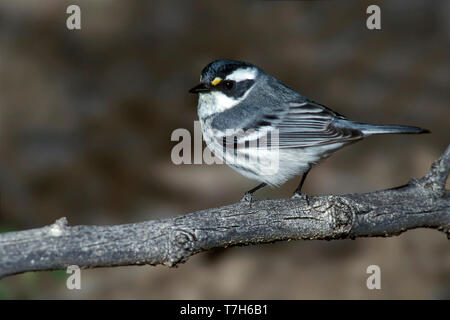 Nach weiblich Black-throated grau Grasmücke, Setophaga nigrescens Riverside Co., CA April 2003 Stockfoto