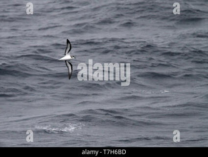 Black-winged Petrel (Pterodroma nigripennis) fliegen über dem Pazifischen Ozean. Stockfoto