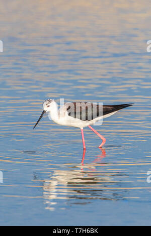 Schwarz - geflügelte Stelzenläufer (Himantopus himantopus) im Skala Kalloni Salinen, auf der Insel Lesbos, Griechenland Stockfoto