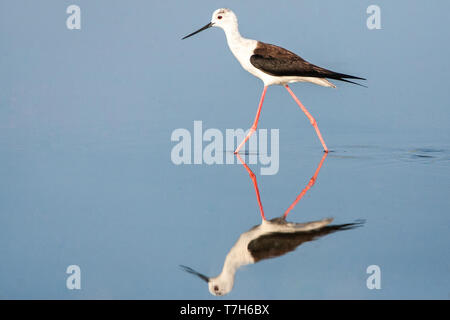 Schwarz - geflügelte Stelzenläufer (Himantopus himantopus) im Skala Kalloni Salinen, auf der Insel Lesbos, Griechenland Stockfoto