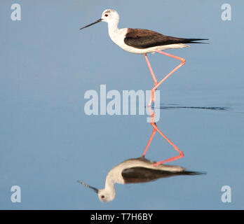 Schwarz - geflügelte Stelzenläufer (Himantopus himantopus) im Skala Kalloni Salinen, auf der Insel Lesbos, Griechenland Stockfoto