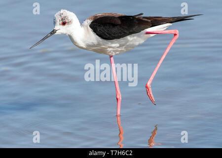 Schwarz - geflügelte Stelzenläufer (Himantopus himantopus) Putzen im Skala Kalloni Salinen, auf der Insel Lesbos, Griechenland Stockfoto