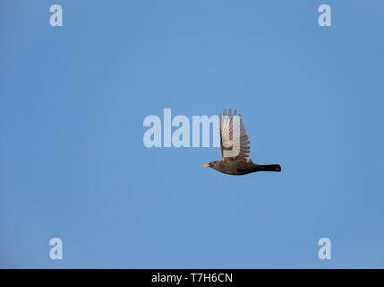 Männliche gemeinsame Amsel (Turdus merula) fliegen, Migration gegen den blauen Himmel, die unter dem Flügel. Stockfoto