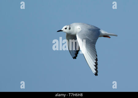 Nach Bonapartes Möwe (Chroicocephalus Philadelphia) in nicht-Zucht Gefieder in Cape May County, New Jersey, USA. Im Flug Vogel vor einem blauen Hinterg Stockfoto