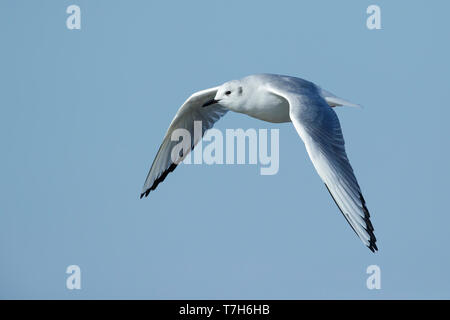 Nach Bonapartes Möwe (Chroicocephalus Philadelphia) in nicht-Zucht Gefieder in Cape May County, New Jersey, USA. Im Flug Vogel vor einem blauen Hinterg Stockfoto