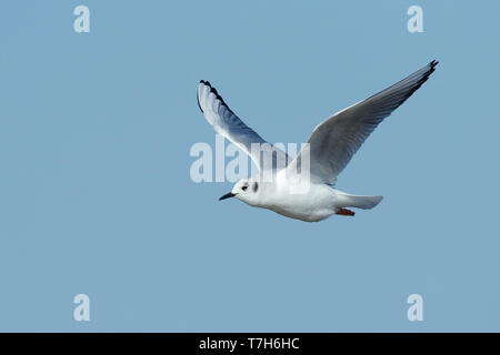 Nach Bonapartes Möwe (Chroicocephalus Philadelphia) in nicht-Zucht Gefieder in Cape May County, New Jersey, USA. Im Flug Vogel vor einem blauen Hinterg Stockfoto