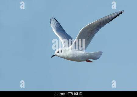 Nach Bonapartes Möwe (Chroicocephalus Philadelphia) in nicht-Zucht Gefieder in Cape May County, New Jersey, USA. Im Flug Vogel vor einem blauen Hinterg Stockfoto