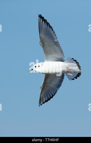 Im ersten Winter Bonapartes Möwe (Chroicocephalus Philadelphia) in Cape May, New Jersey, März 2017. Stockfoto