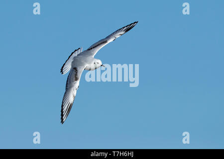 Im ersten Winter Bonapartes Möwe (Chroicocephalus Philadelphia) in Cape May, New Jersey, März 2017. Stockfoto