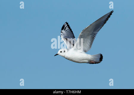 Im ersten Winter Bonapartes Möwe (Chroicocephalus Philadelphia) in Cape May, New Jersey, März 2017. Stockfoto